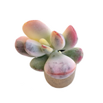 Cotyledon Orbiculata, Variegata
