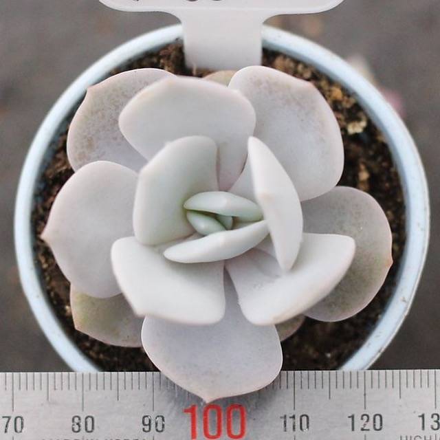 THE GOOD, THE BAD and The UGLY SALE! Echeveria 'Reina'