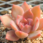 PRESALE Echeveria Sp., (Not so Random)