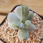PRESALE Cotyledon orbiculata cv 'Cotton Seed'