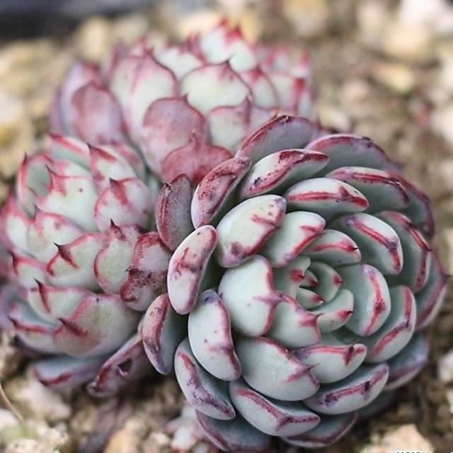 Presale Echeveria 'Super Circle'