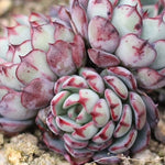 Presale Echeveria 'Super Circle'