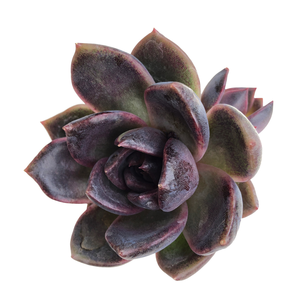 Echeveria Black Queen Hybrid