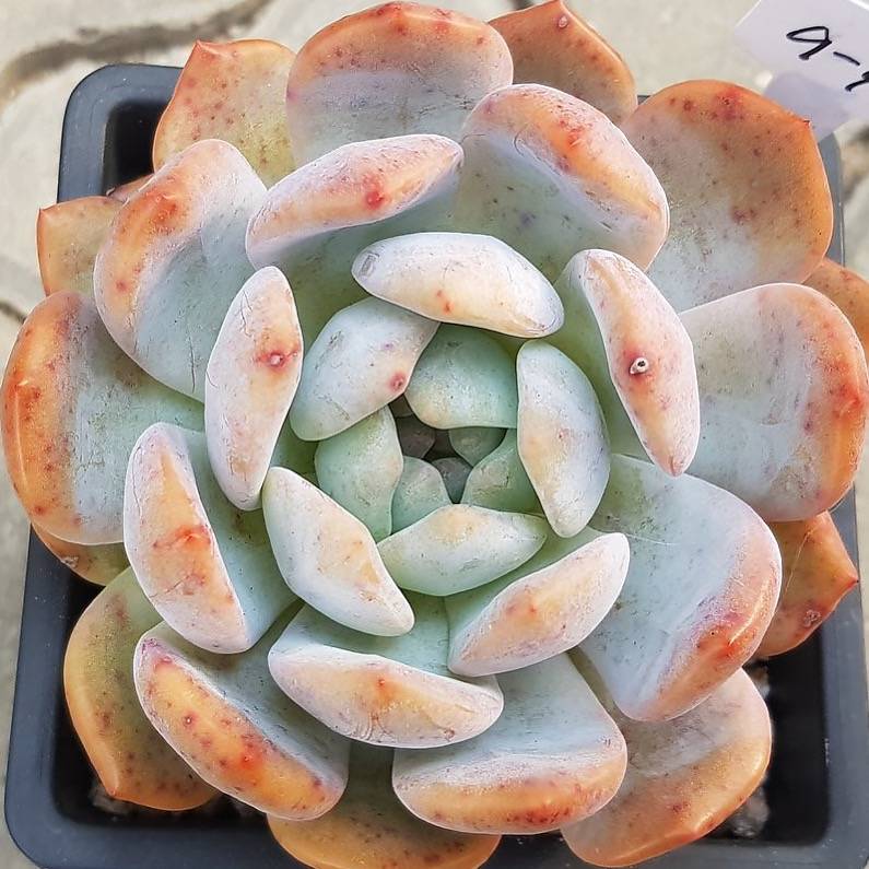 PRESALE Echeveria Orange Monroe, (Not so Random)