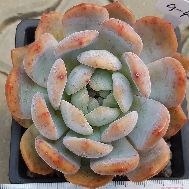 PRESALE Echeveria Orange Monroe, (Not so Random)