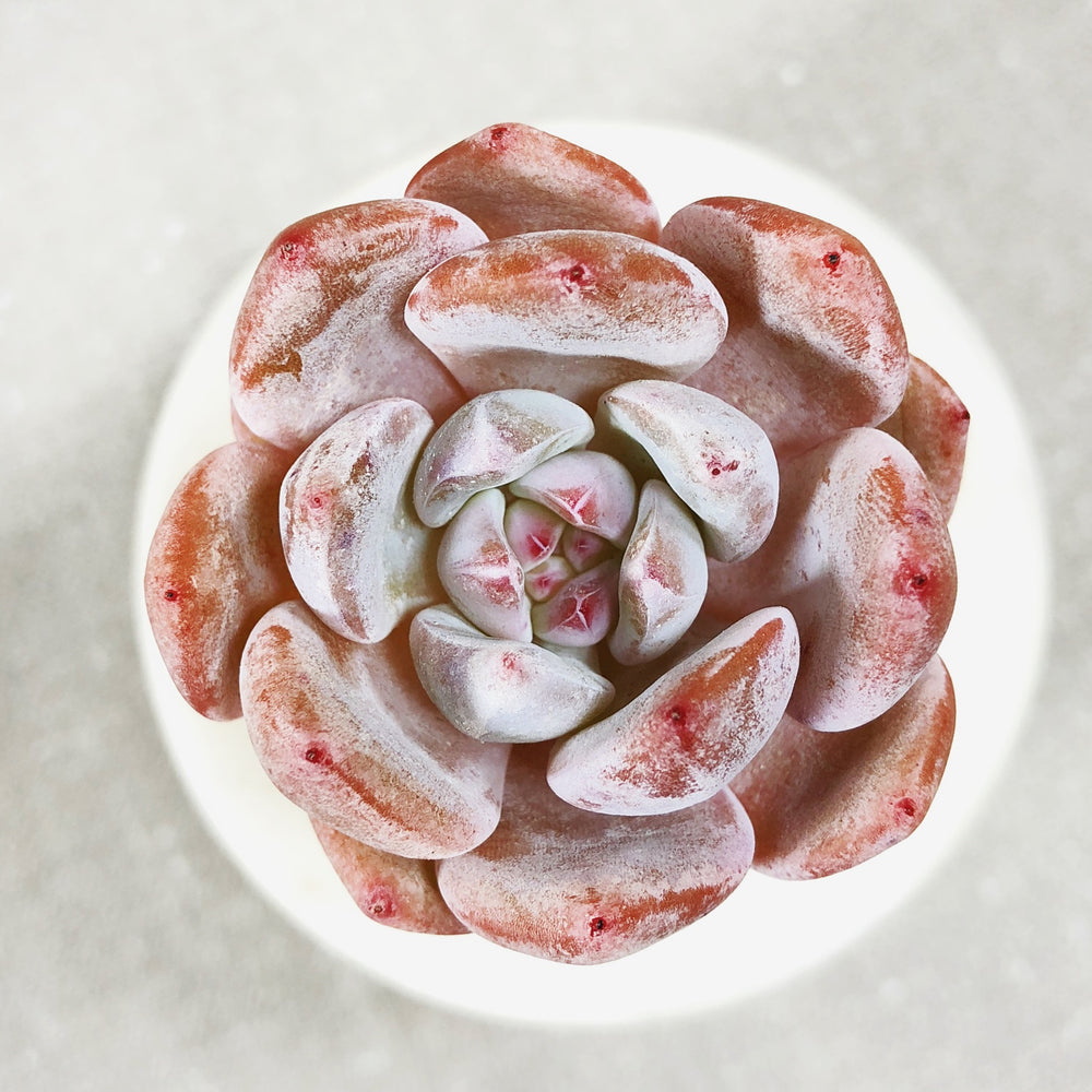 Echeveria Potosina