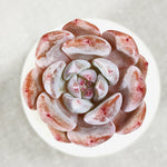 Echeveria Potosina