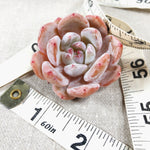 Echeveria Potosina
