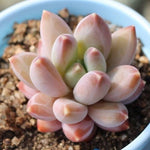 ***SPECIAL REQUEST***- Pachyphytum Sp.