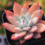 THE GOOD, THE BAD and The UGLY SALE! Echeveria Lindsayana Hybrid