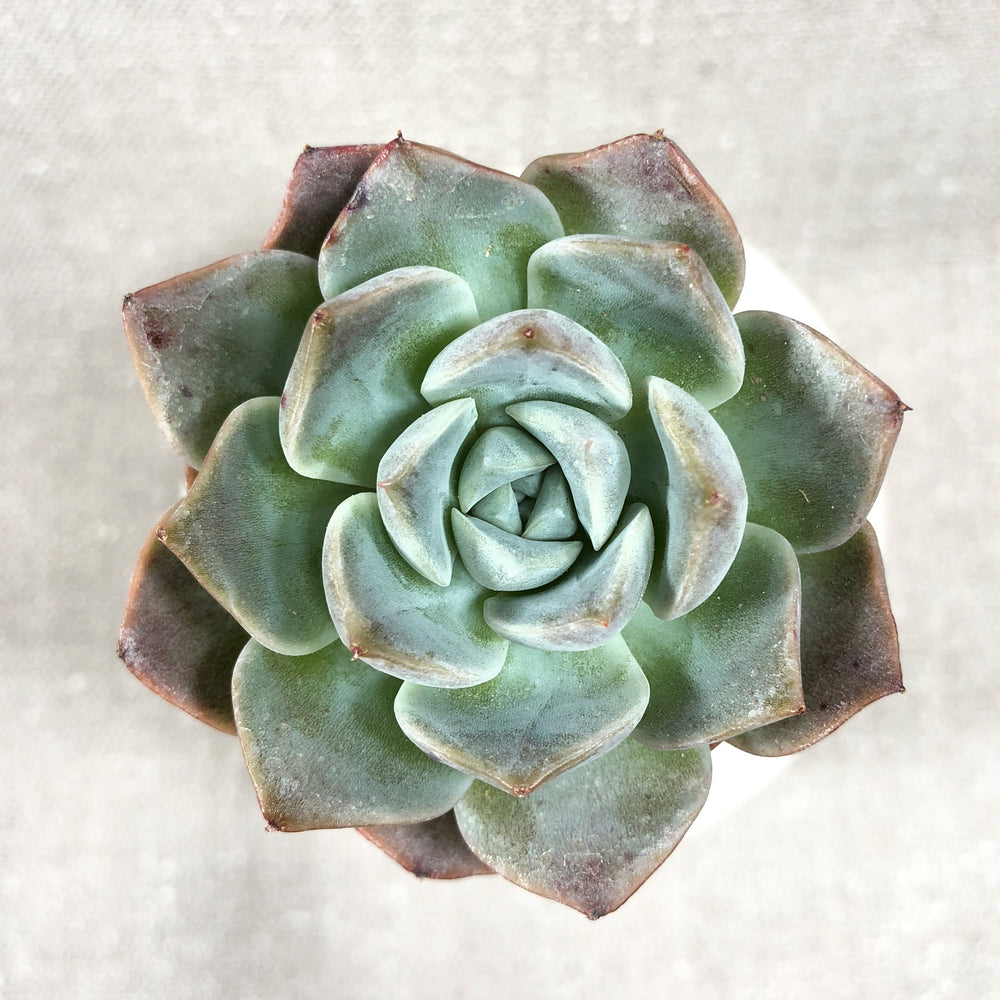 THE GOOD, THE BAD and The UGLY SALE! Echeveria 'Love' Hybrid