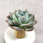 THE GOOD, THE BAD and The UGLY SALE! Echeveria 'Love' Hybrid