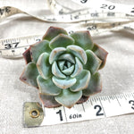 THE GOOD, THE BAD and The UGLY SALE! Echeveria 'Love' Hybrid