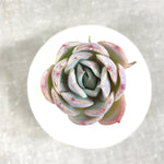 THE GOOD, THE BAD and The UGLY SALE! Echeveria Jocelyn's Joy