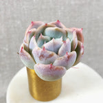 THE GOOD, THE BAD and The UGLY SALE! Echeveria Jocelyn's Joy