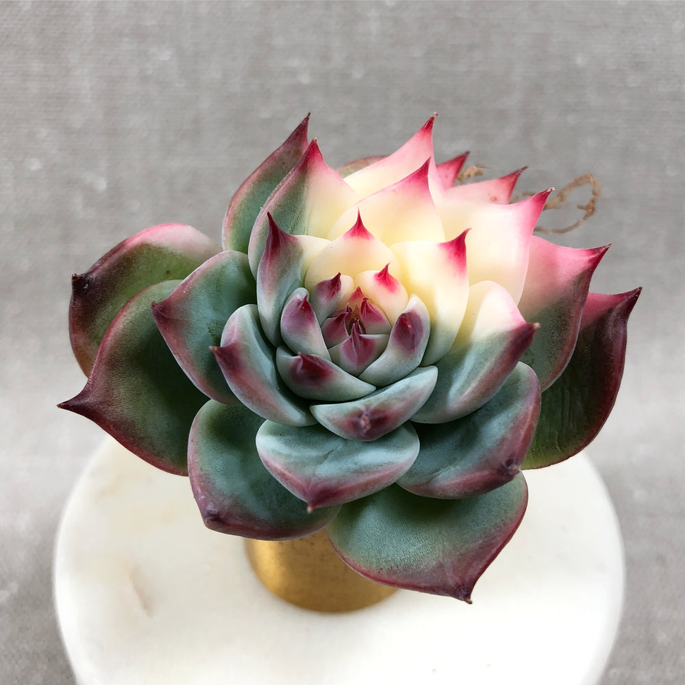 Echeveria Chihuahuaensis, Variegata