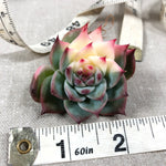 Echeveria Chihuahuaensis, Variegata