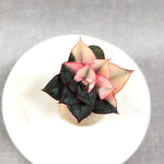 Echeveria Monocerotis, Variegata