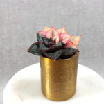 Echeveria Monocerotis, Variegata