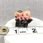 Echeveria Monocerotis, Variegata
