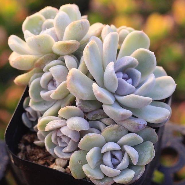 PRESALE Echeveria Tynie Berger, Cluster