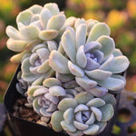 PRESALE Echeveria Tynie Berger, Cluster