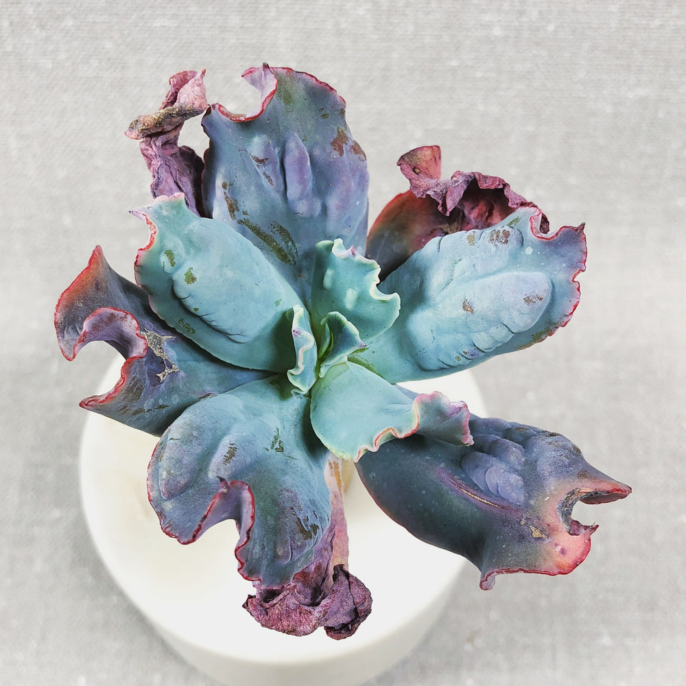 Echeveria Curly Bra