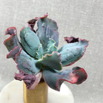 Echeveria Curly Bra