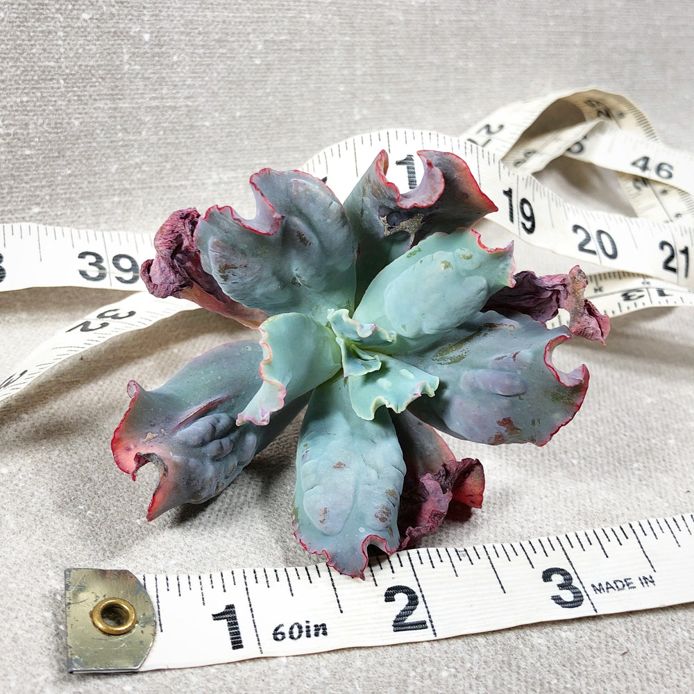 Echeveria Curly Bra