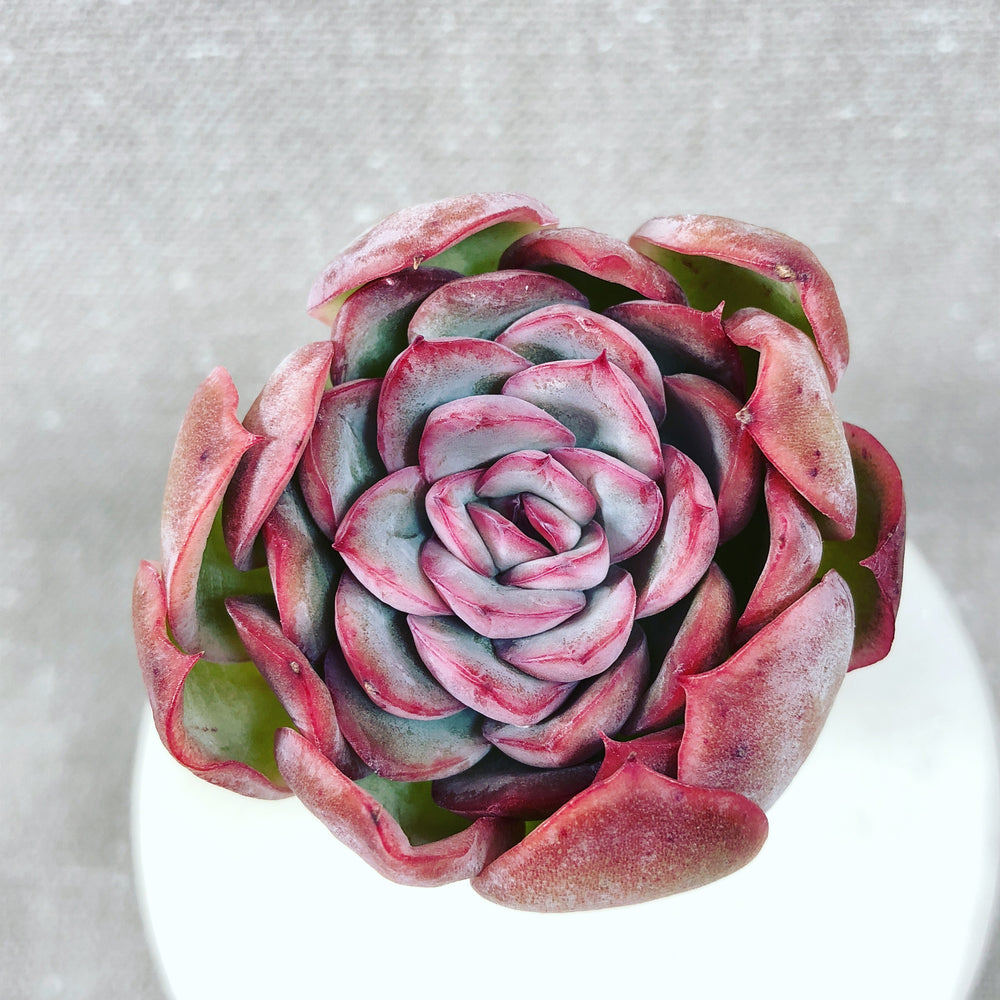 THE GOOD, THE BAD and The UGLY SALE! Echeveria 'Pearl Light'