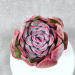 THE GOOD, THE BAD and The UGLY SALE! Echeveria 'Pearl Light'
