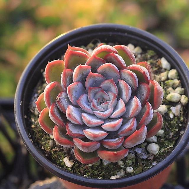 echeveria orion succulent PRESALE Echeveria Orion, Hybrid (?)