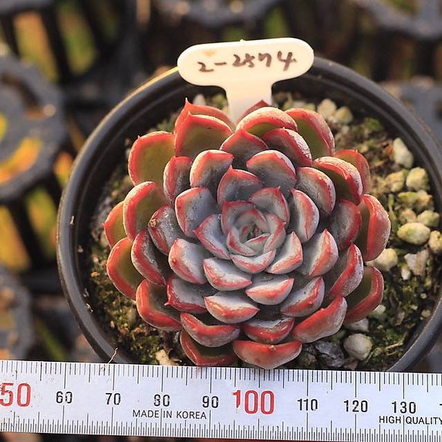 echeveria orion succulent PRESALE Echeveria Orion, Hybrid (?) – Cedar Creek Farmhouse