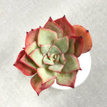 THE GOOD, THE BAD and The UGLY SALE! Echeveria White Snow