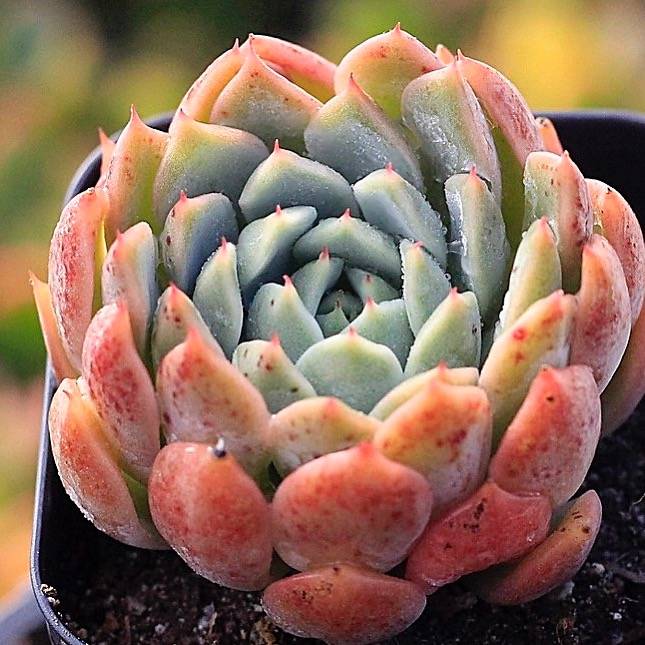 PRESALE Echeveria 'Oreas,' (New!)