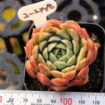 PRESALE Echeveria 'Oreas,' (New!)