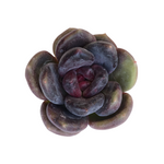 Echeveria Black Rose, Hybrid