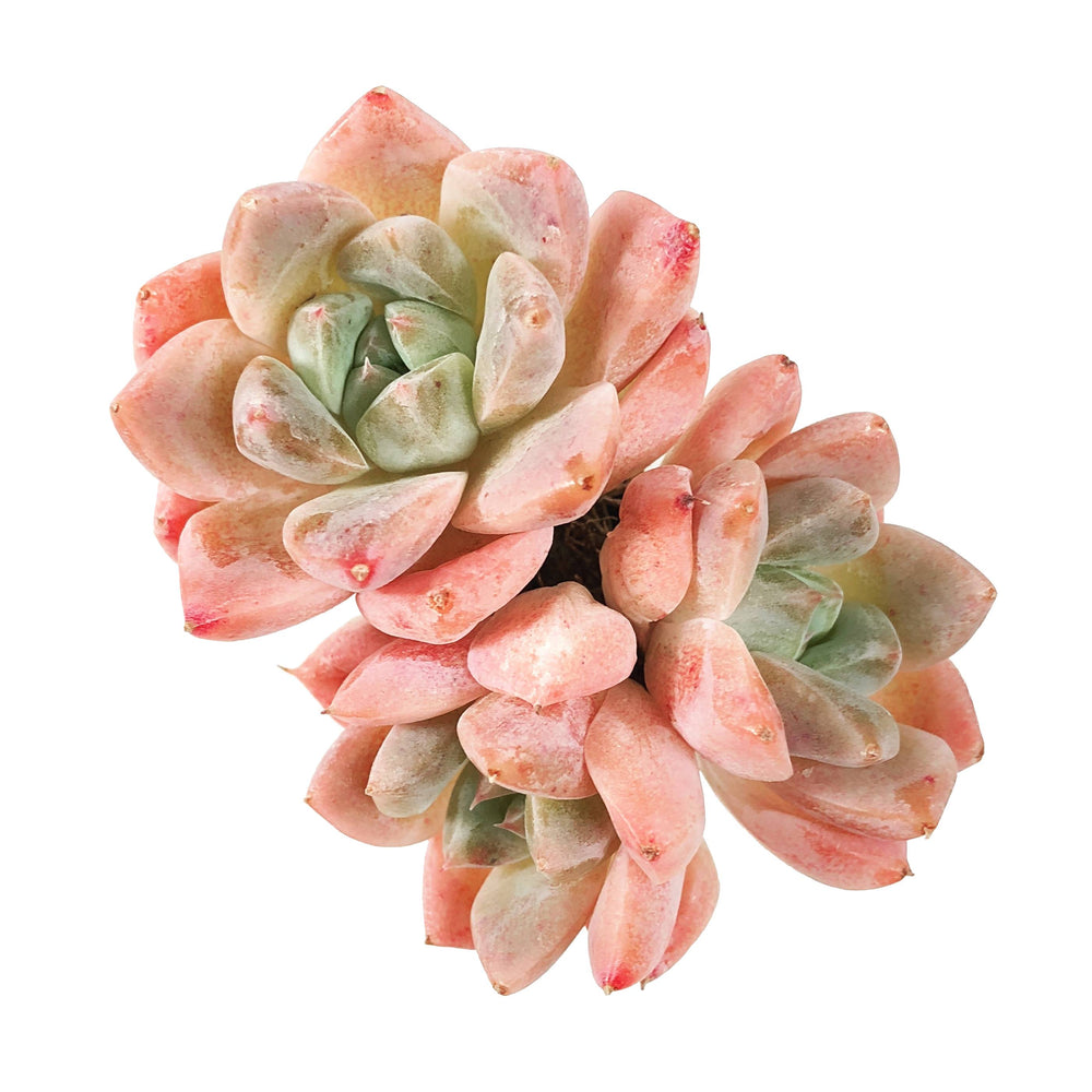 Echeveria Thumb Rim