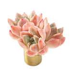 Echeveria Thumb Rim