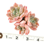 Echeveria Thumb Rim