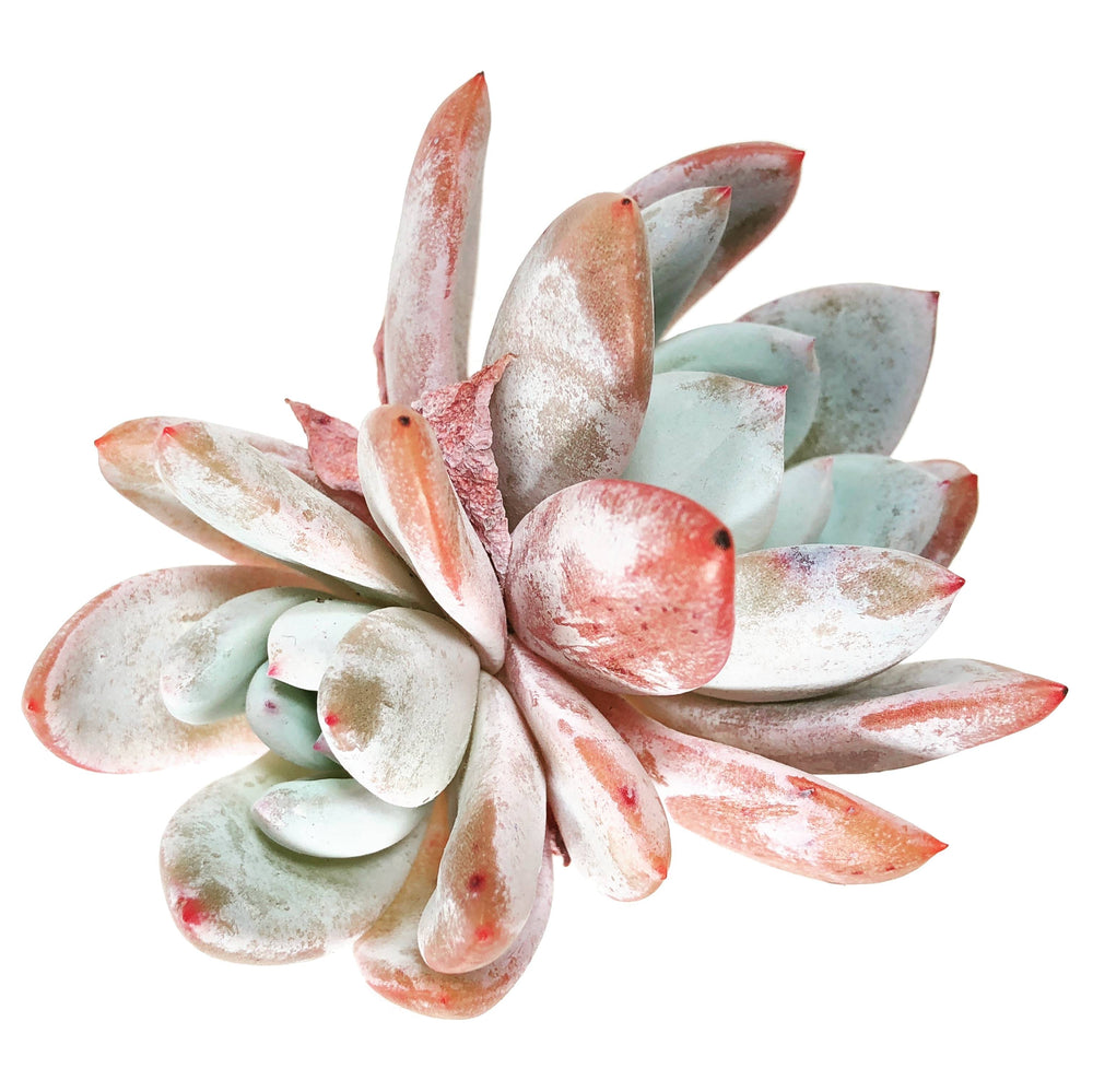 Echeveria Ivory, Double