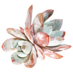 Echeveria Ivory, Double