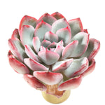 THE GOOD, THE BAD and The UGLY SALE! Echeveria 'Hikaru'