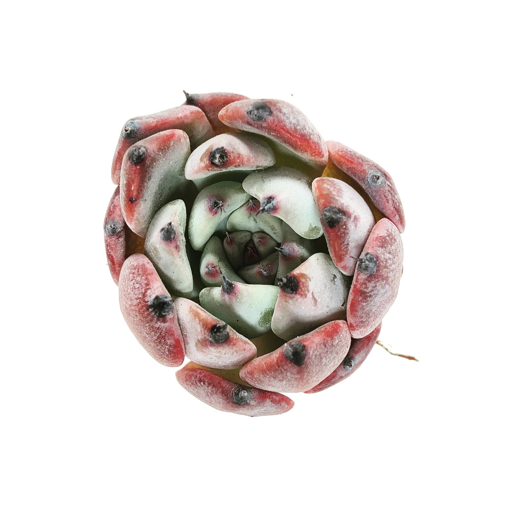 Echeveria Jackal
