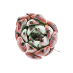 Echeveria Jackal