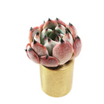 Echeveria Jackal