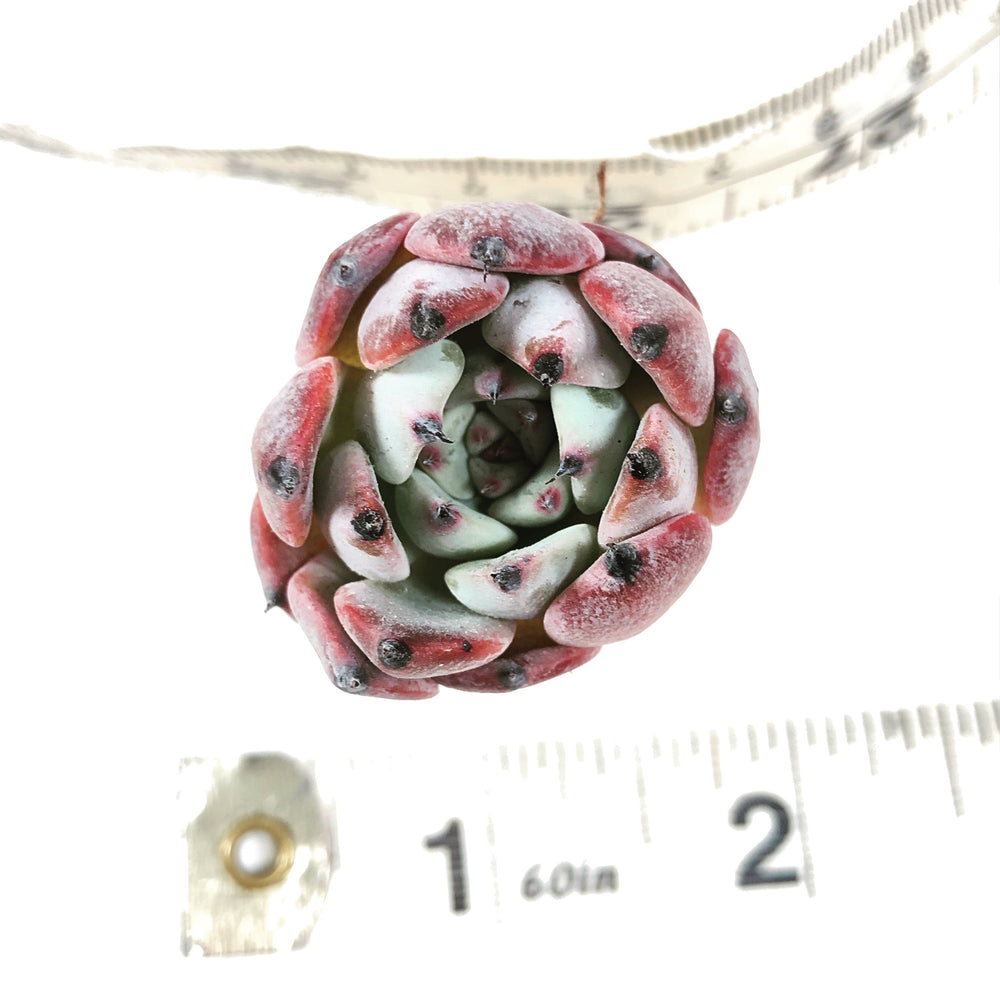 Echeveria Jackal