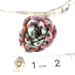 Echeveria Jackal
