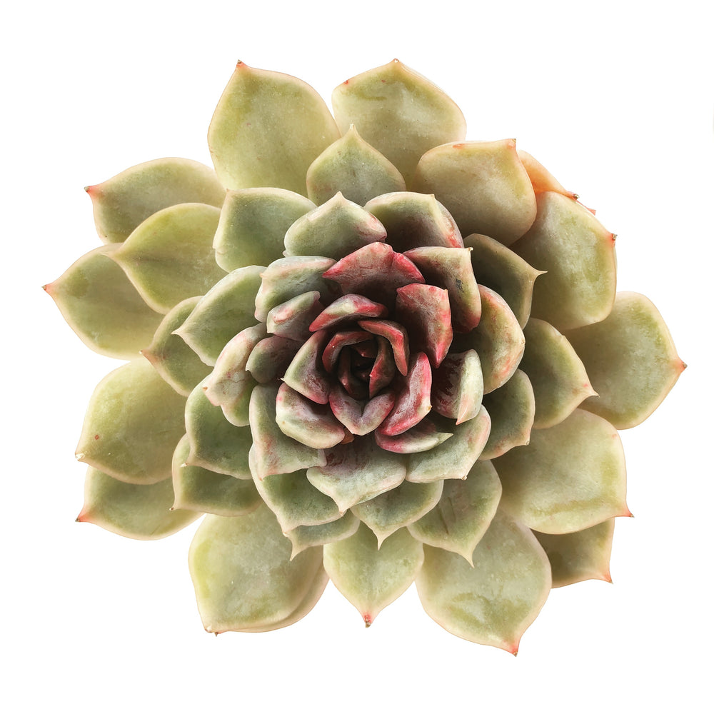 Echeveria Fiona Sp.