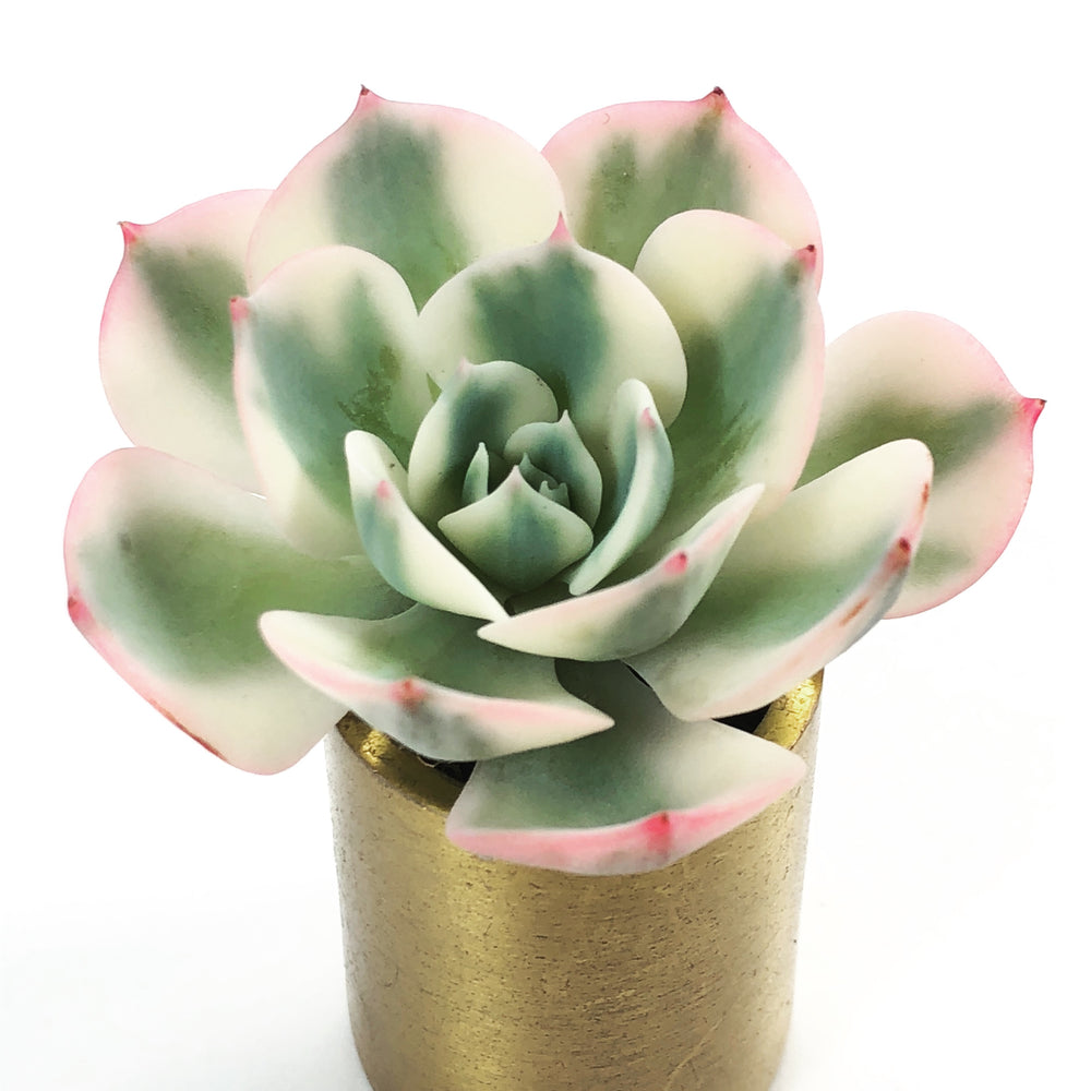 Echeveria Lenore Dean, (Compton Carousel)